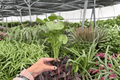 Syngonium Mango Allusion Starter Plants (2) - Exact Plug Plants
