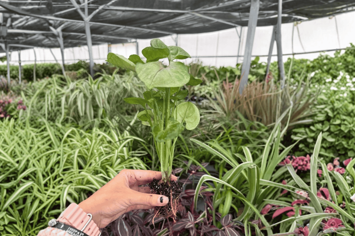 Syngonium Mango Allusion Starter Plants (2) - Exact Plug Plants