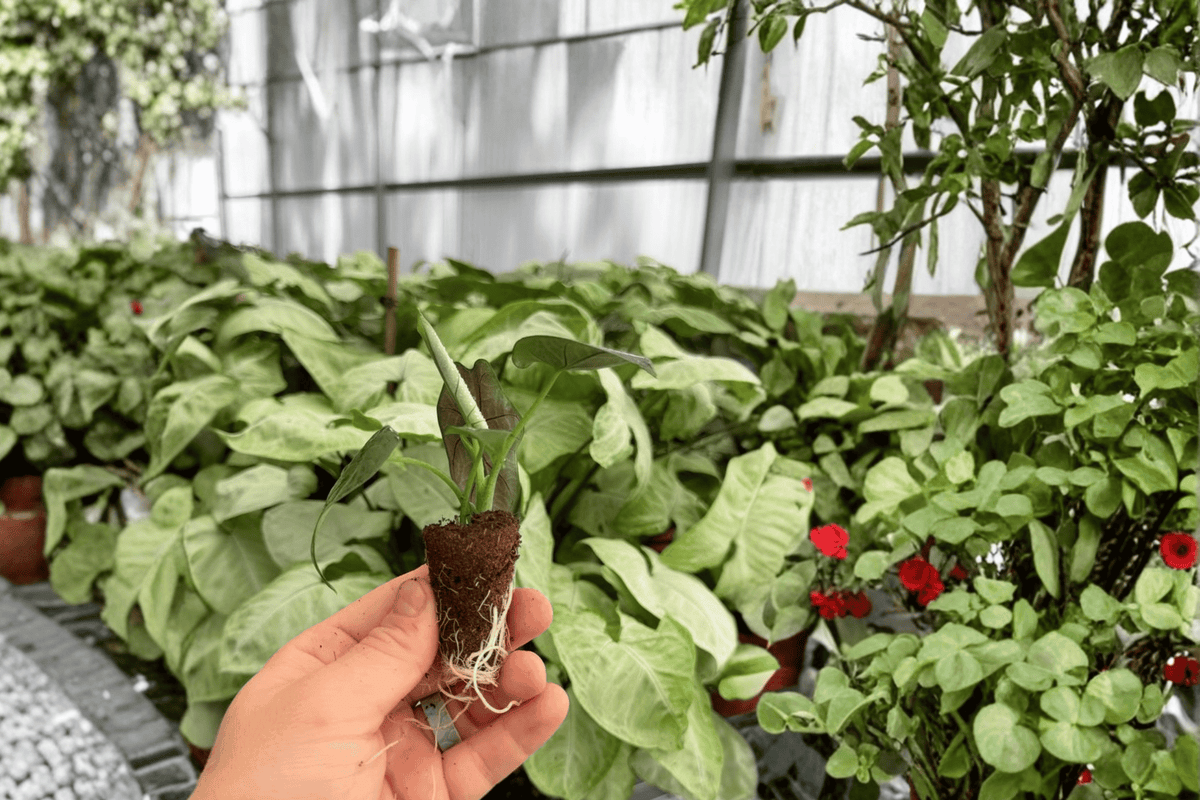 Alocasia Dragon Wing Live Starter Plants – 2 Exact Plants