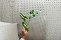 Alocasia Golden Dragon Starter Plants (2) Bare Root – Alocasia 'Golden Dragon'