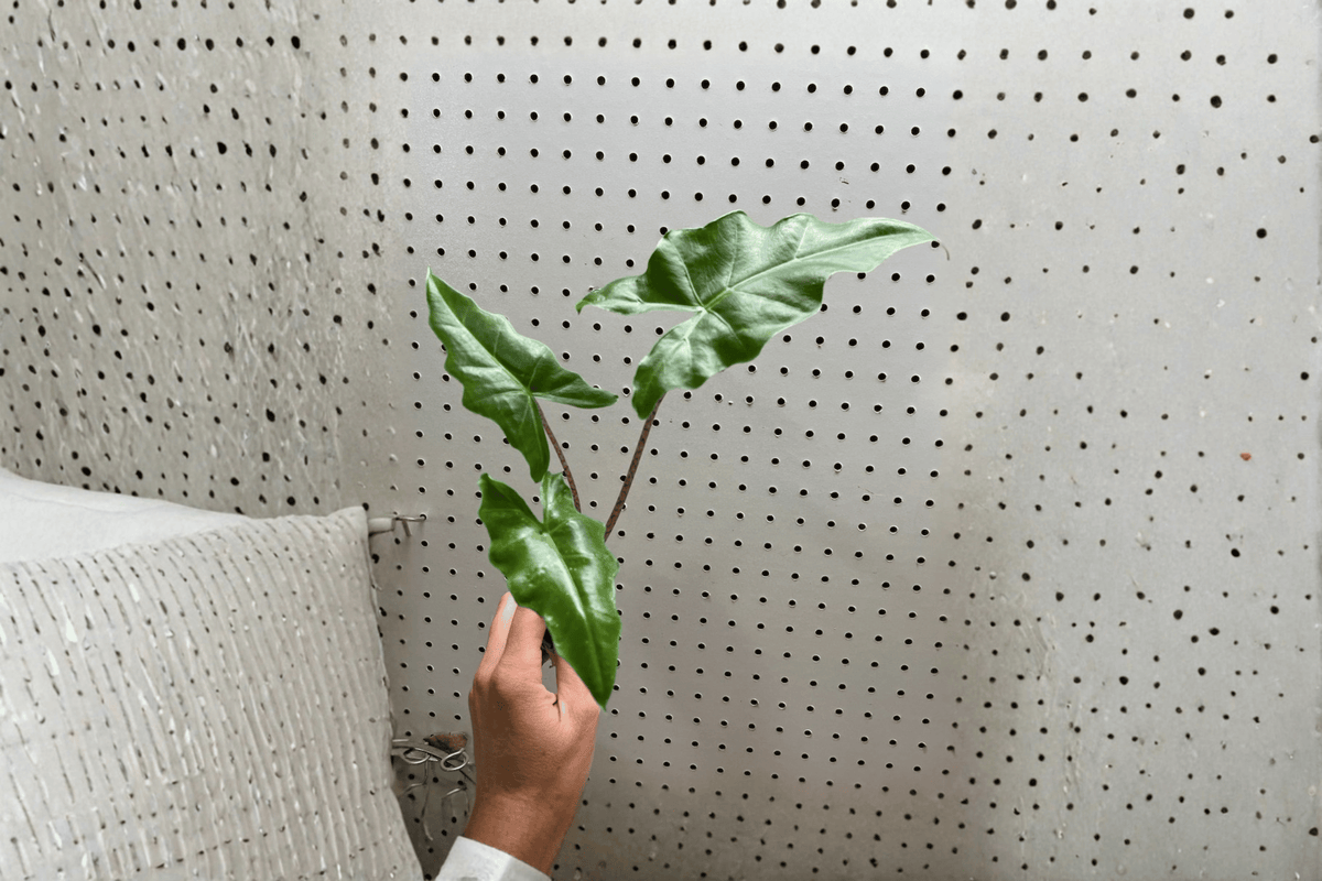 Alocasia Golden Dragon Starter Plants (2) Bare Root – Alocasia 'Golden Dragon'