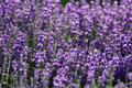 Phenomenal Lavender Starter Plant (Lavandula × intermedia 'Phenomenal') – Plug-Size Starter