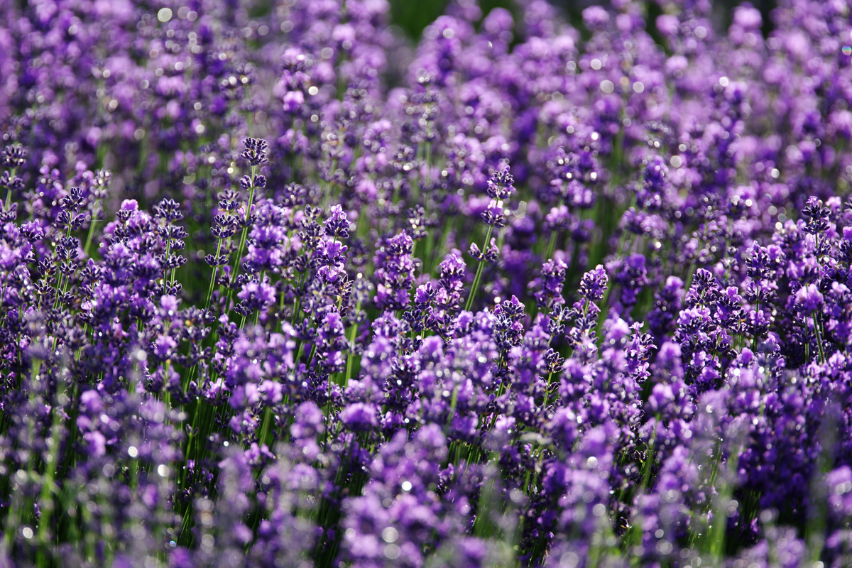 Phenomenal Lavender Starter Plant (Lavandula × intermedia 'Phenomenal') – Plug-Size Starter