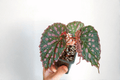 Begonia negrosensis × chlorosticta Tissue Culture - 2 Bare Root Starter Plants