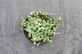 Variegated String of Pearls - Rooted 2-Inch Pot Trailing Succulent