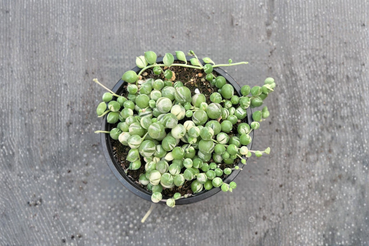 Variegated String of Pearls - Rooted 2-Inch Pot Trailing Succulent