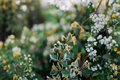 Fragrant White Honeysuckle Vine Bare Root Live Plant - 1–3 ft