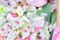 Syngonium Milk Confetti - Rooted Arrowhead Plant in 2" Pot
