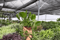Shangri La Pothos – 2 Exact Live Plants in 4-Inch Pots (Epipremnum aureum ‘Shangri La’)