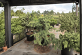 Atlas Cedar ‘Liliput’ - Dwarf Evergreen Conifer, 1 Gallon Pot
