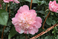 Look Again Camellia japonica Look Again - 3 Gallon Live Plant, Pink Variegated Blooms