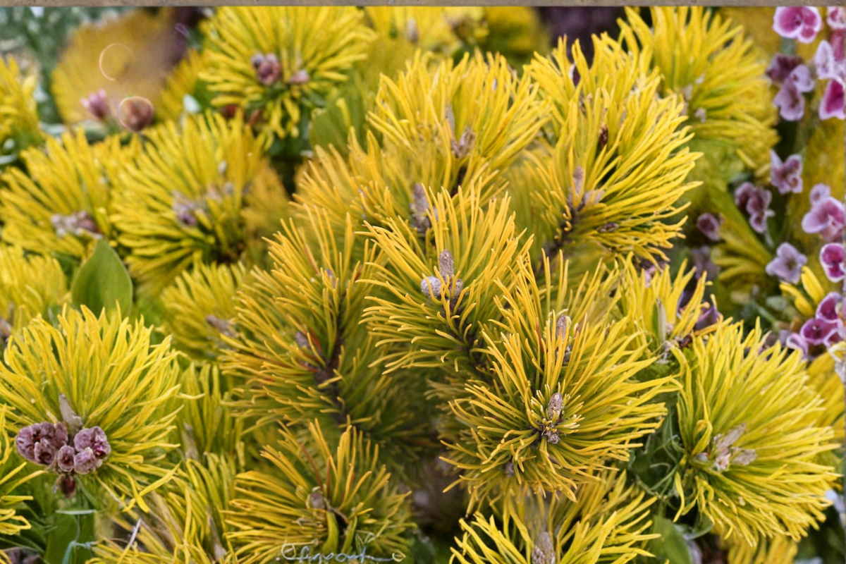 Mugo Pine Carsten’s Wintergold 10" Live Plant – 1 Gallon Pot