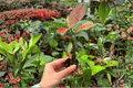 Aglaonema Diamond Red Starter Plants (2 Exact) | 2-Inch Pots, Protected Root Plugs
