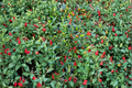 Chilly Chili Ornamental Pepper Plug Plant | Capsicum annuum