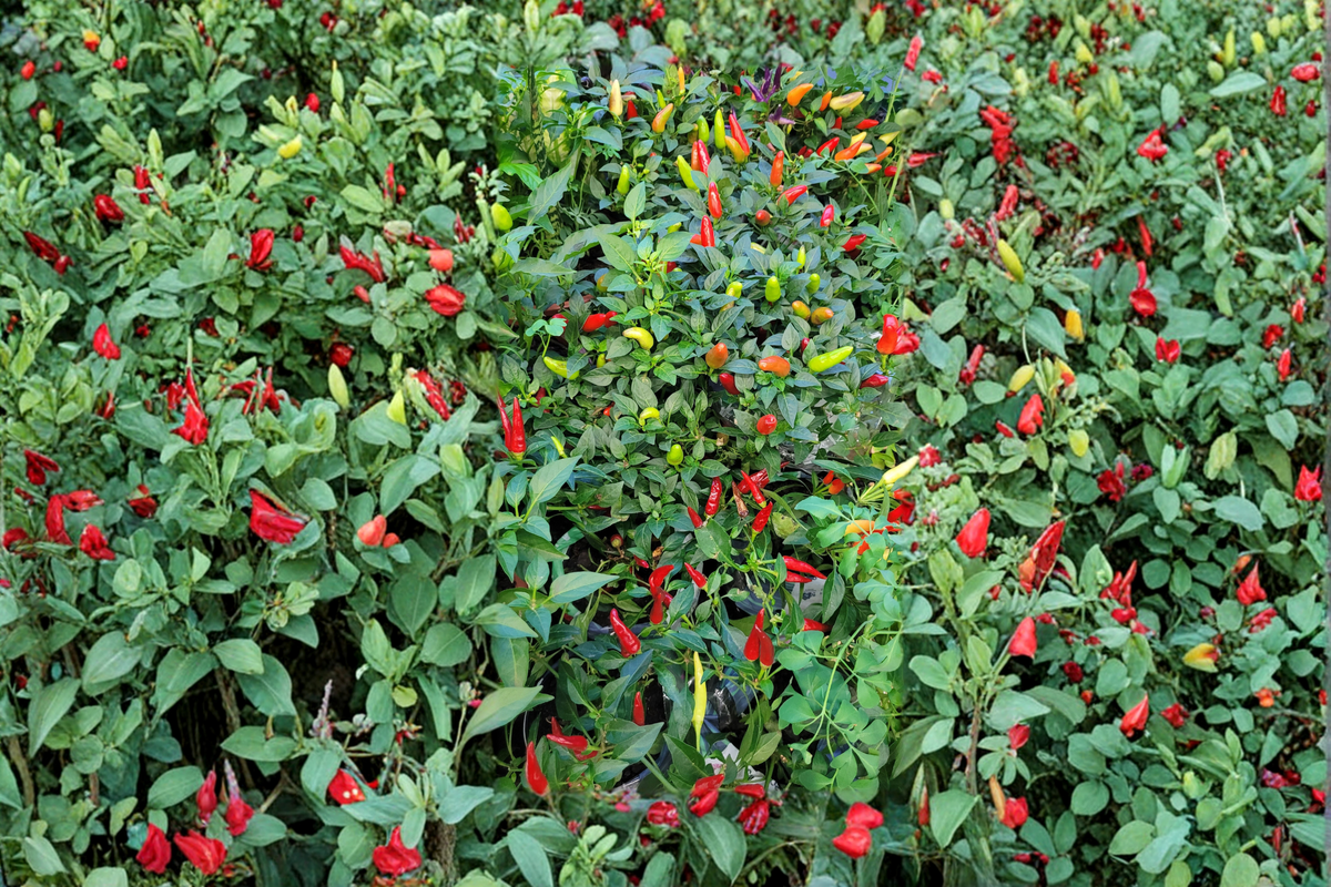 Chilly Chili Ornamental Pepper Plug Plant | Capsicum annuum