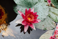 Red Hardy Water Lily Live Tuber - Nymphaea spp. | Aquatic Perennial