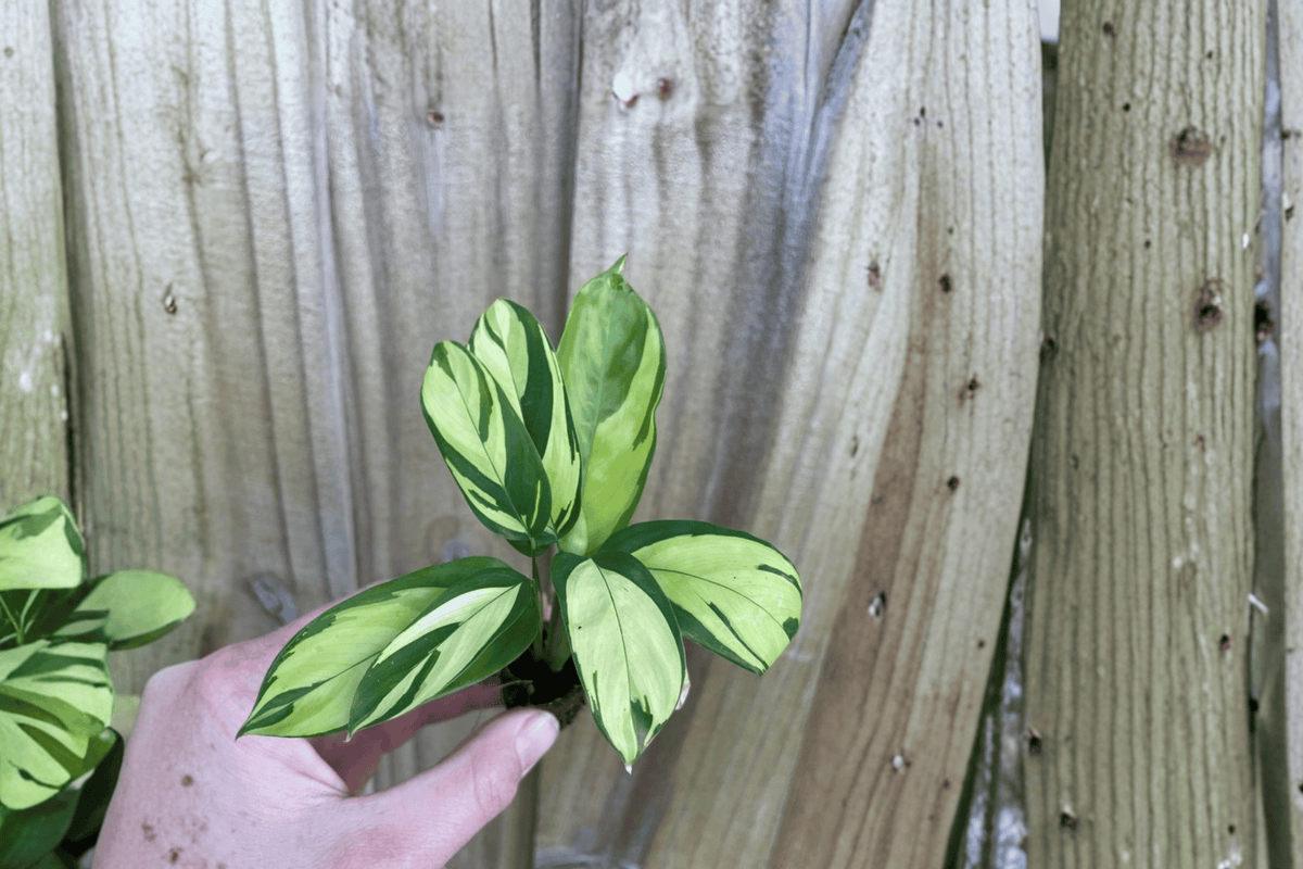 Calathea pilosa Starter Plants (2) Bare Root | Tropical Foliage, Clumping