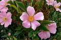 Virginia Rose (Rosa virginiana) 2 Gallon Native Shrub - Pink Flowers, Late Spring to Summer
