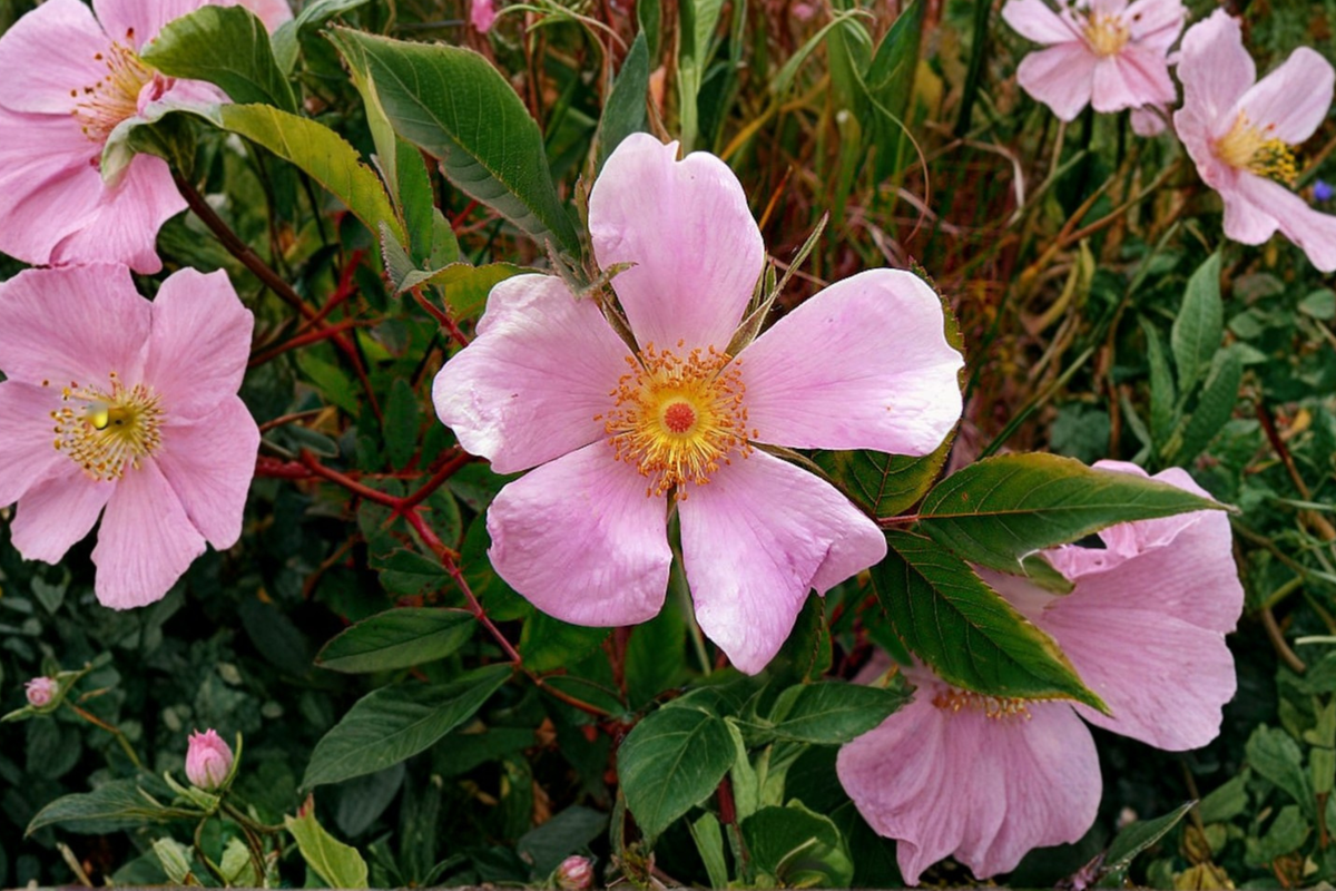 Virginia Rose (Rosa virginiana) 2 Gallon Native Shrub - Pink Flowers, Late Spring to Summer