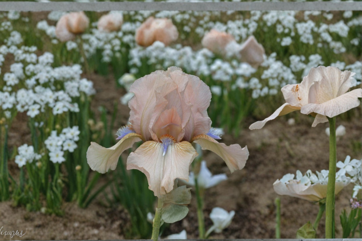 Bearded Iris Concertina Rhizome 3 Pack | #1 Grade Bearded Iris Rhizomes