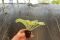 2 Cajun Popcorn African Violet Starter Plants | Bare Root 2-Inch Pots