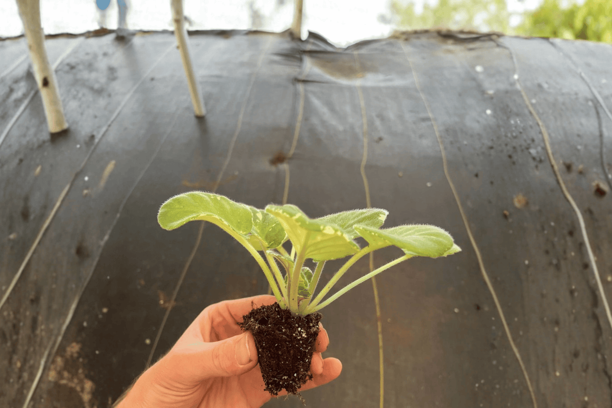 2 Cajun Popcorn African Violet Starter Plants | Bare Root 2-Inch Pots
