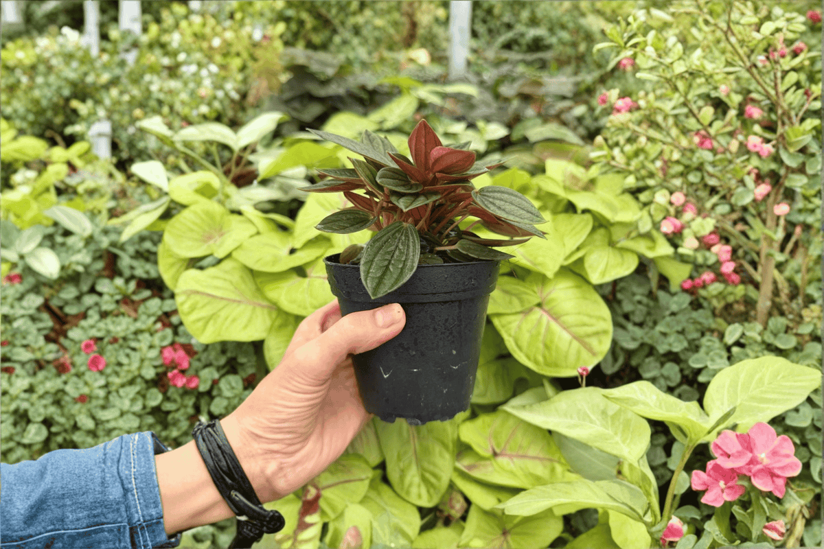 Peperomia Rosso - 2 Live Plants in 4-Inch Pots, Exact Plants Pictured