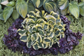 Hosta 'Mini Skirt' Starter Plant | Dwarf Variegated Shade Perennial