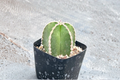Mexican Fence Post Cactus Pachycereus marginatus, 2" Rooted Pot Plant