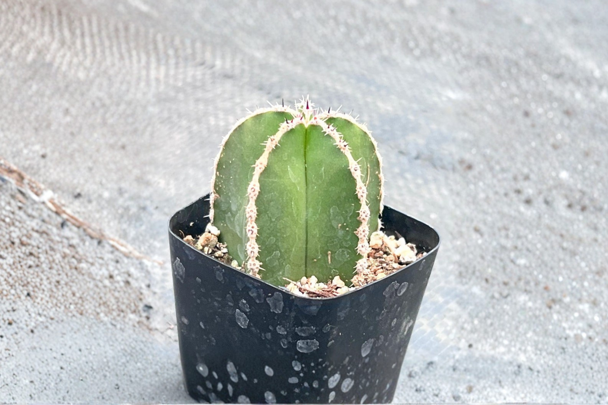 Mexican Fence Post Cactus Pachycereus marginatus, 2" Rooted Pot Plant