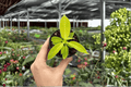 Philodendron Imperial Golden Starter Plants – 2-Inch Pots (2-Pack)