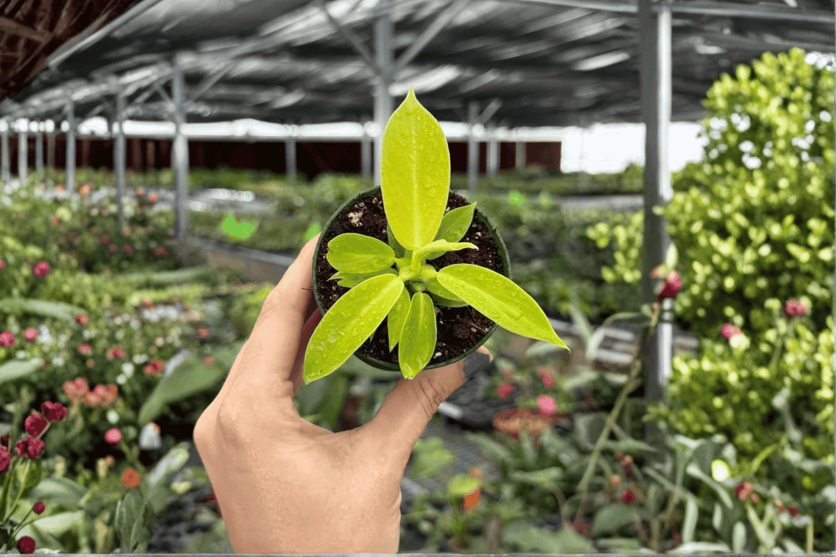 Philodendron Imperial Golden Starter Plants – 2-Inch Pots (2-Pack)