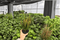 Croton Picasso’s Paintbrush – 2 Live Plants in 4-Inch Pots (Codiaeum variegatum)