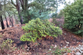 Golden Korean Fir Abies koreana ‘Aurea’ - 1 Gallon, ~12" Tall Live Plant