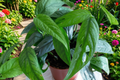 Cebu Blue Pothos Live Rooted Plants – 5 Full Plants in Cups