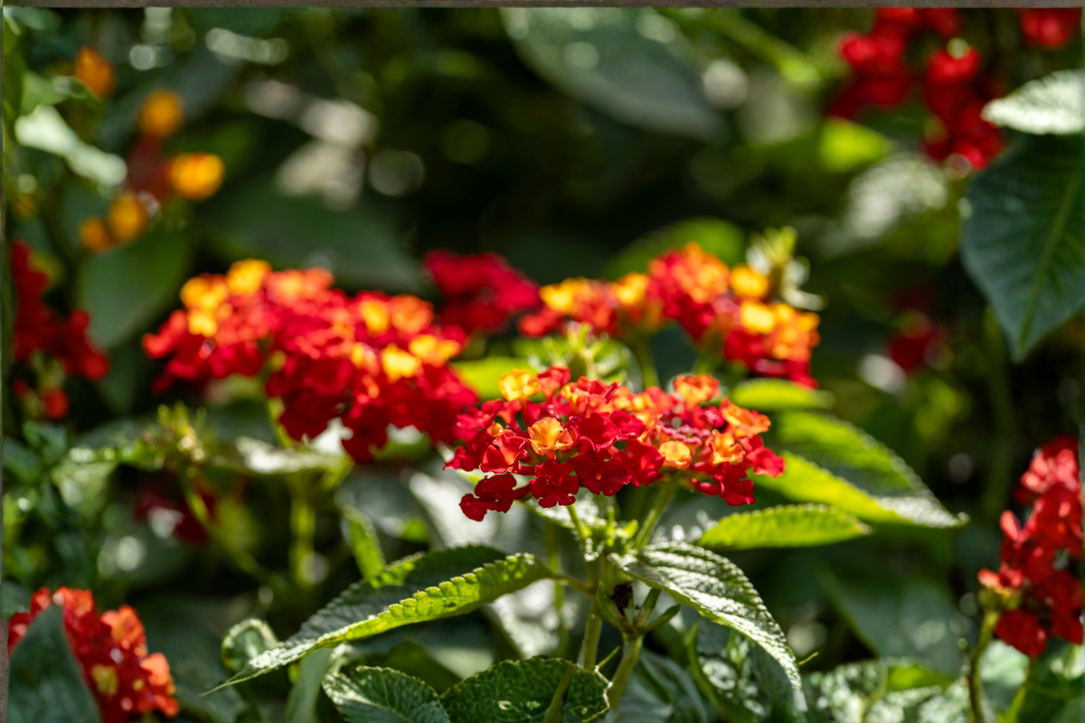 Dallas Red Lantana Live Plants (2) – 4–6 Inches Tall – No Pot – Lantana camara
