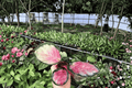 Calathea Rosy (Goeppertia roseopicta ‘Rosy’) Starter Plants — 2 Bare Root