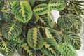 Red Maranta Prayer Plant Live Plant in 4-Inch Pot | Maranta leuconeura 'Erythroneura'