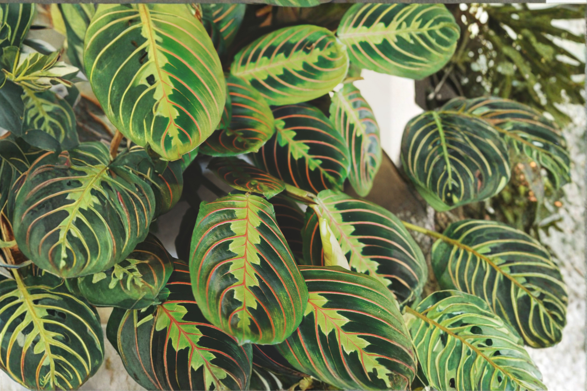Red Maranta Prayer Plant Live Plant in 4-Inch Pot | Maranta leuconeura 'Erythroneura'