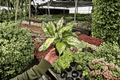 Aglaonema 'Wintery Winehouse' Live Plants - 2 in 4-Inch Pots