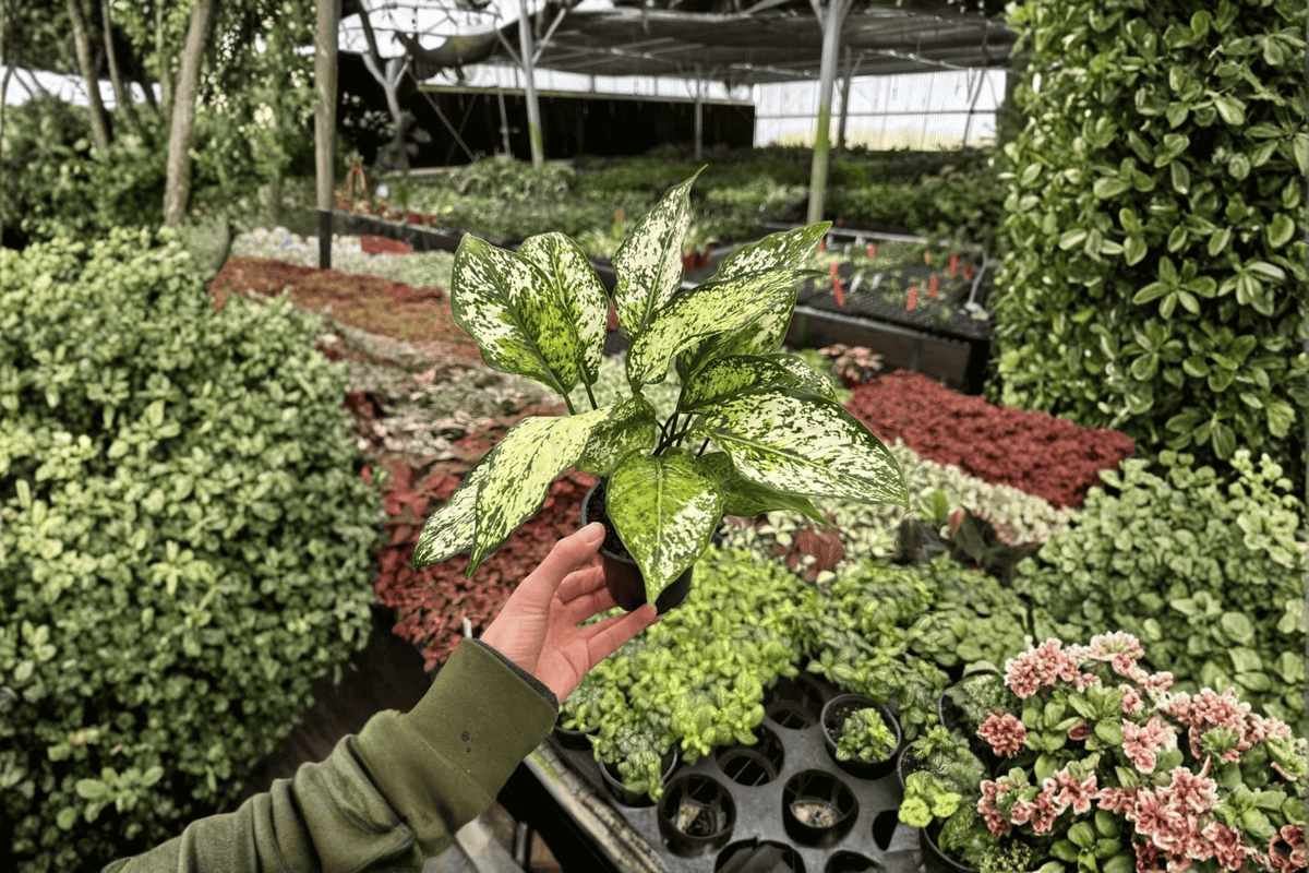 Aglaonema 'Wintery Winehouse' Live Plants - 2 in 4-Inch Pots