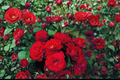 Mr Lincoln Hybrid Tea Rose Bush 3 Gal Live Plant - Deep Red Blooming Rose