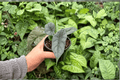 Alocasia 'Silver Wings' Live Plants - 2 Exact 4-Inch Pots (Silver Dragon × Scalprum)