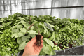 Alocasia Silver Wings Starter Plants (2) – Live 2-Inch Nursery Pot