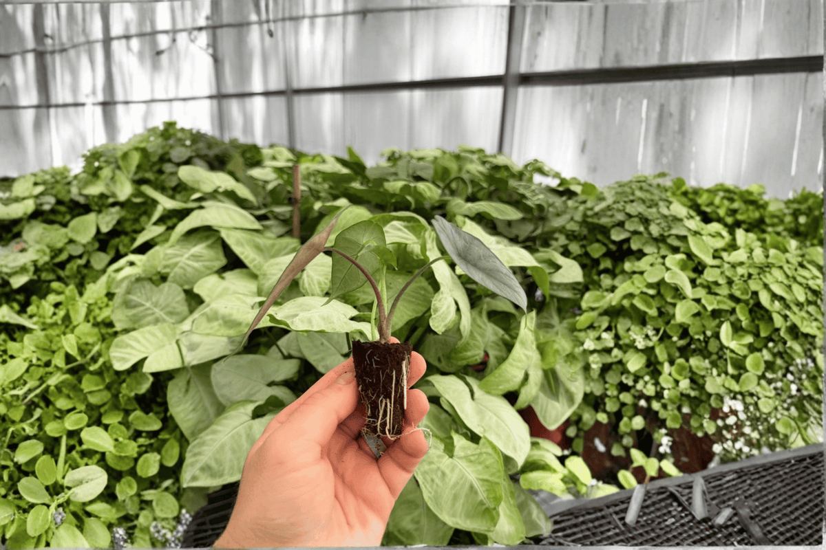 Alocasia Silver Wings Starter Plants (2) – Live 2-Inch Nursery Pot
