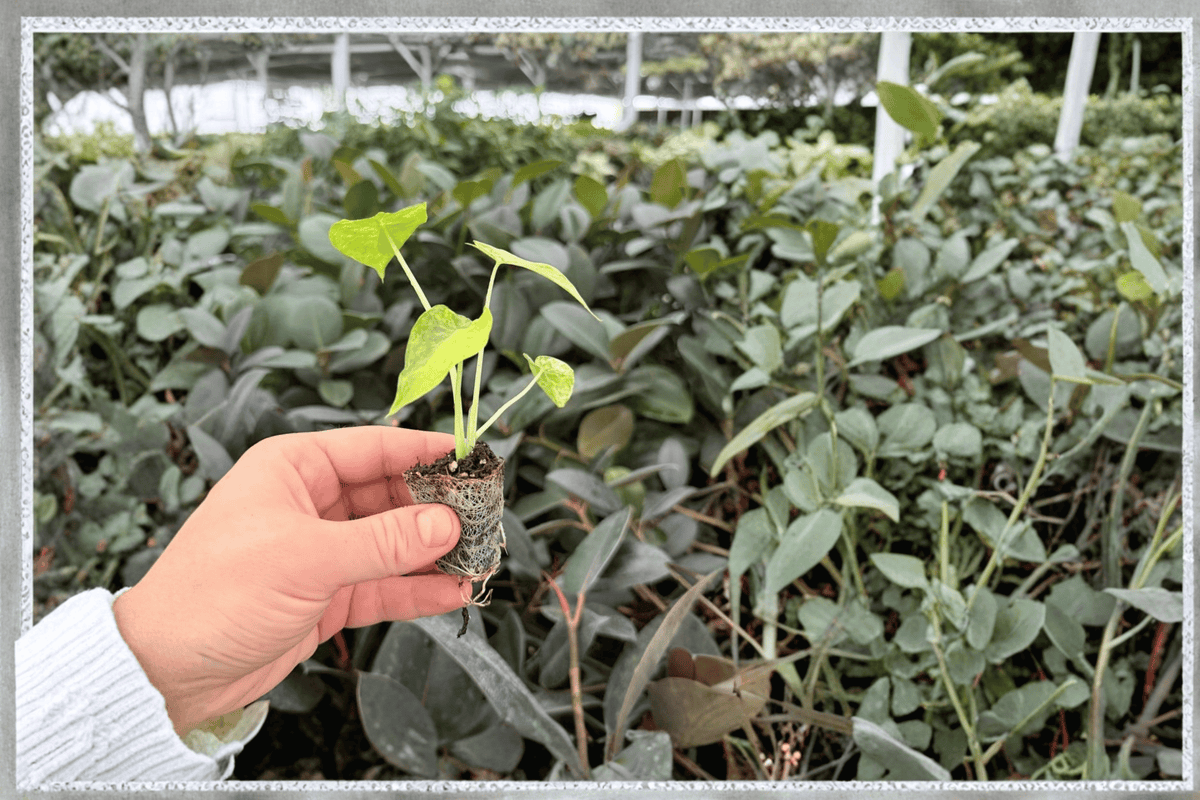 Alocasia gageana Aurea Variegata Starter Plants – 2 Live In Soil Pods (Not Fully Rooted)