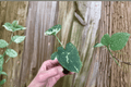 Colocasia 'Milky Way' Ele Paio Starter Plants – 2 Bare Root Colocasia esculenta
