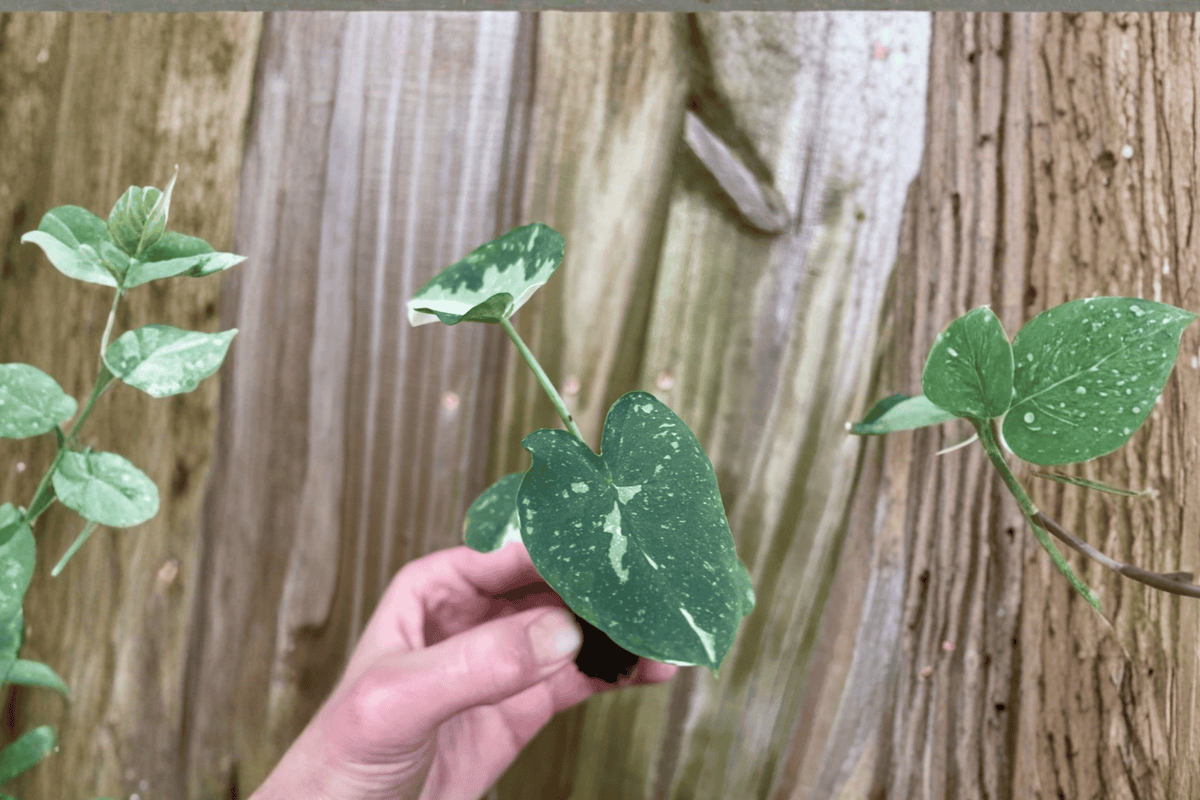 Colocasia 'Milky Way' Ele Paio Starter Plants – 2 Bare Root Colocasia esculenta