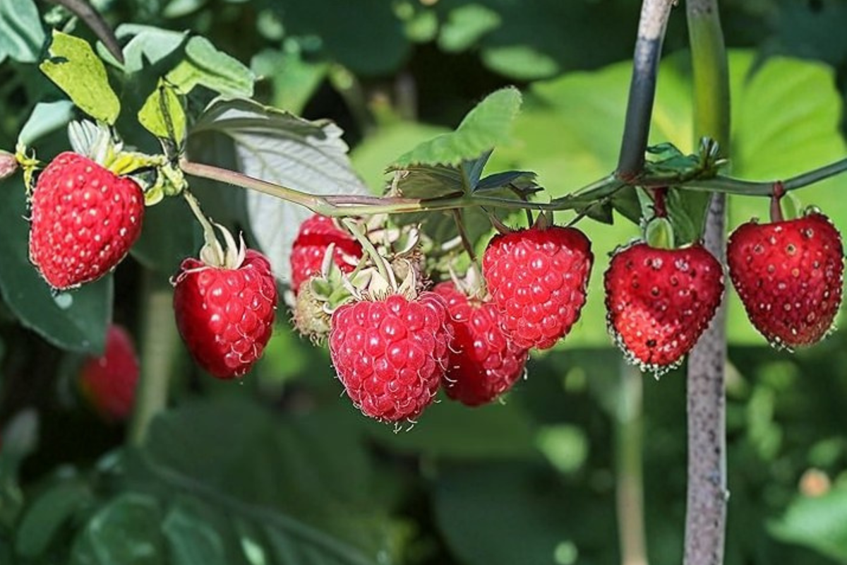 Jumbo Raspberry Seeds - 30 Seeds for Outdoor Garden and Container