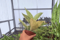 Aglaonema White Legacy - 2 Bare-Root 4-Inch Live Plants